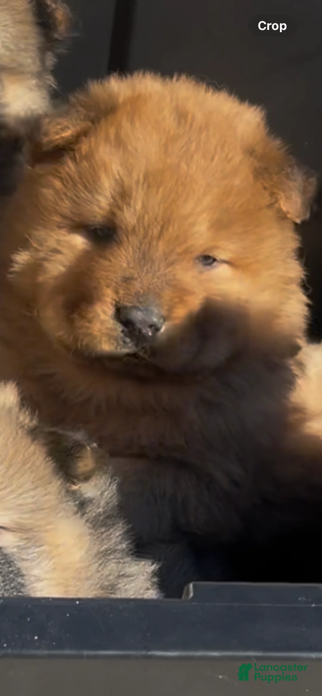 Chow Chow dogs for sale: Chow Chow Puppy 2 - Ad 1