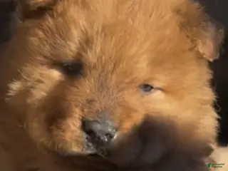 Chow Chow dogs Chow Chow Puppy 2 - Ad 6