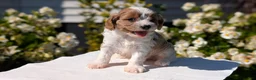 Cavapoo dogs for sale: Olive - Ad 7