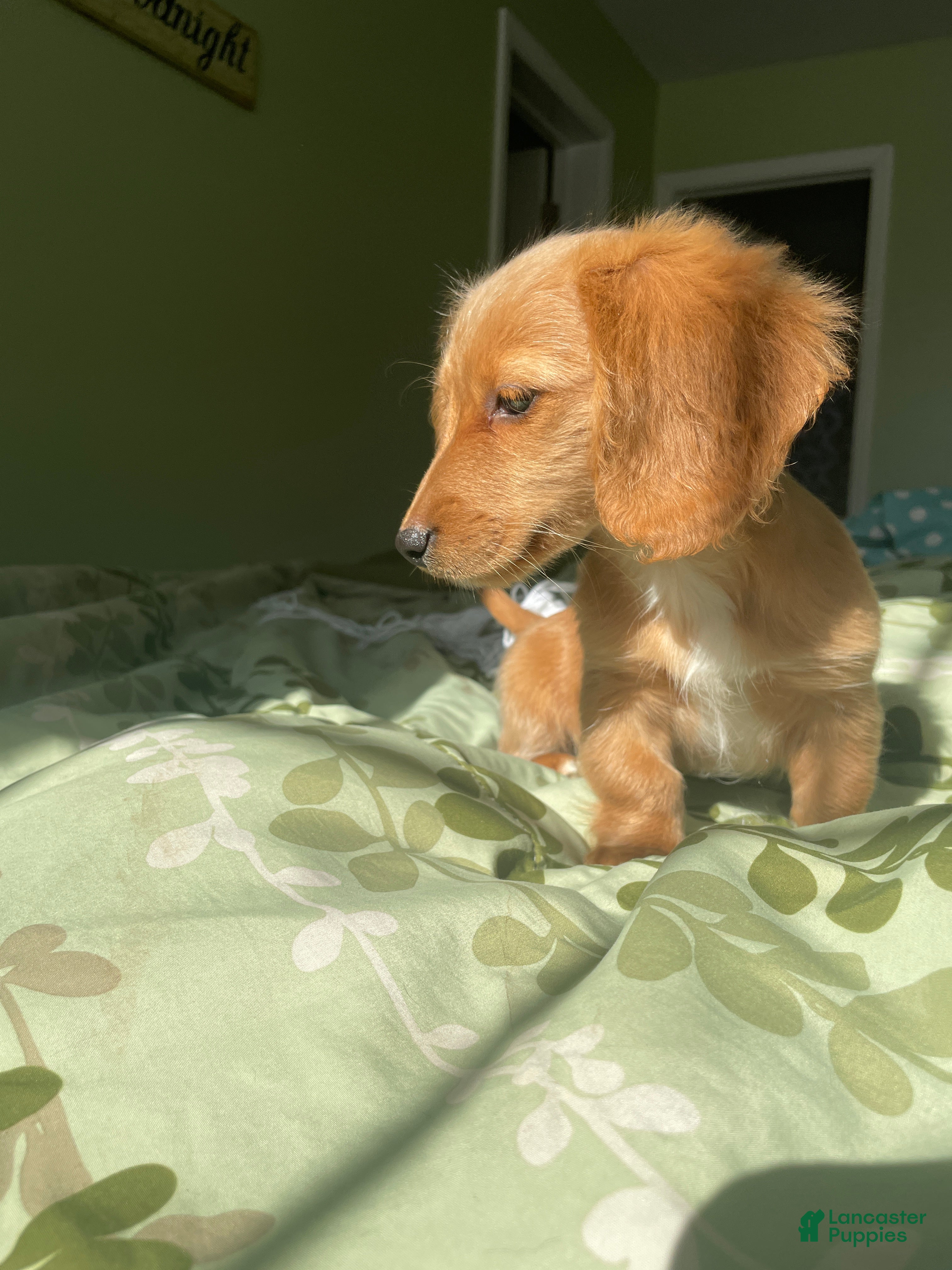 Miniature Dachshund dogs Debbie  - Ad 1