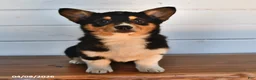 Welsh Corgi Pembroke dogs for sale: Honey - Ad 4