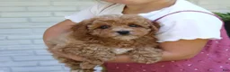Cavapoo dogs for sale: Jolene  - Ad 4