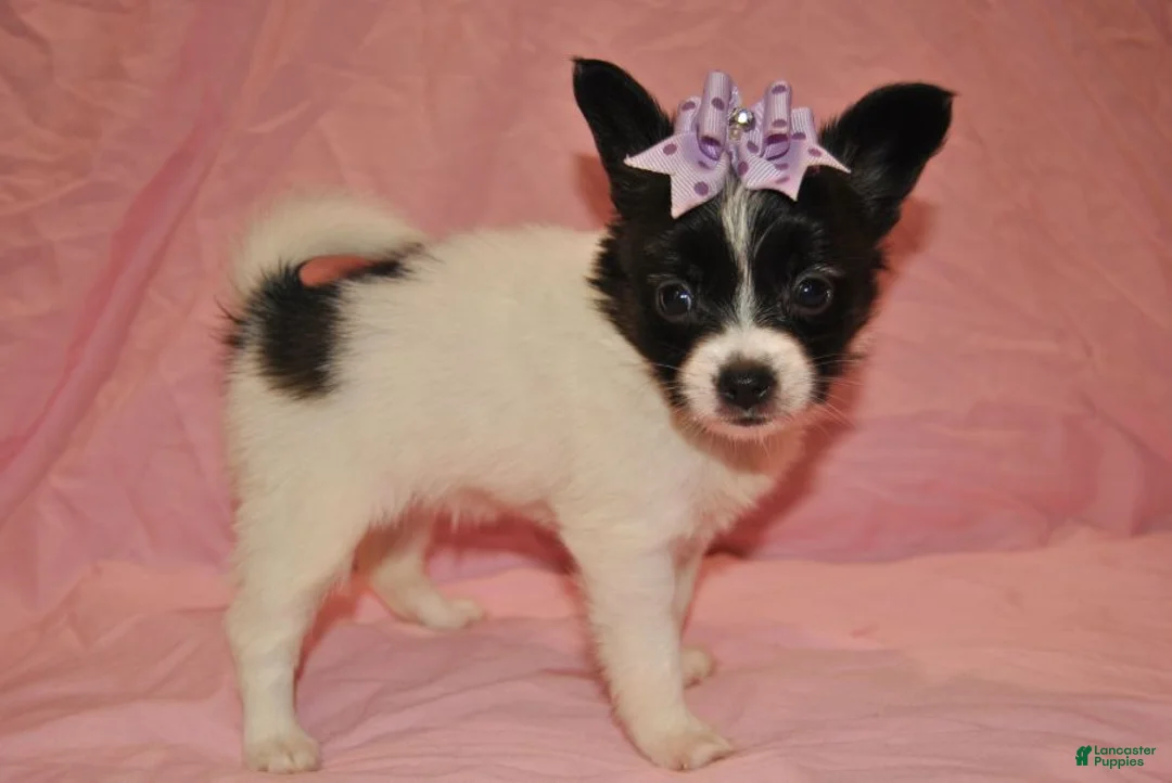 Papillon dogs for sale: Harley  - Ad 3