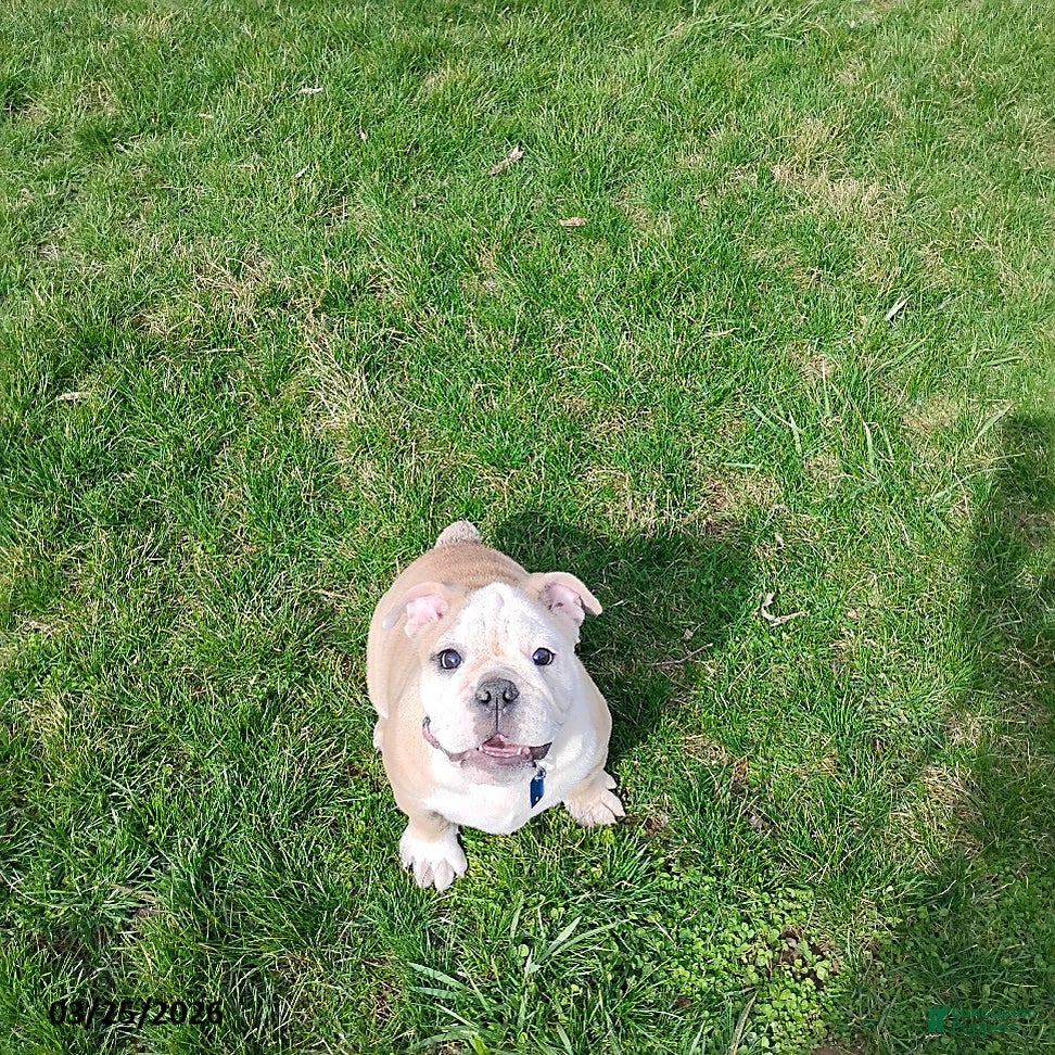 English Bulldog dogs Reba Mae - Ad 2