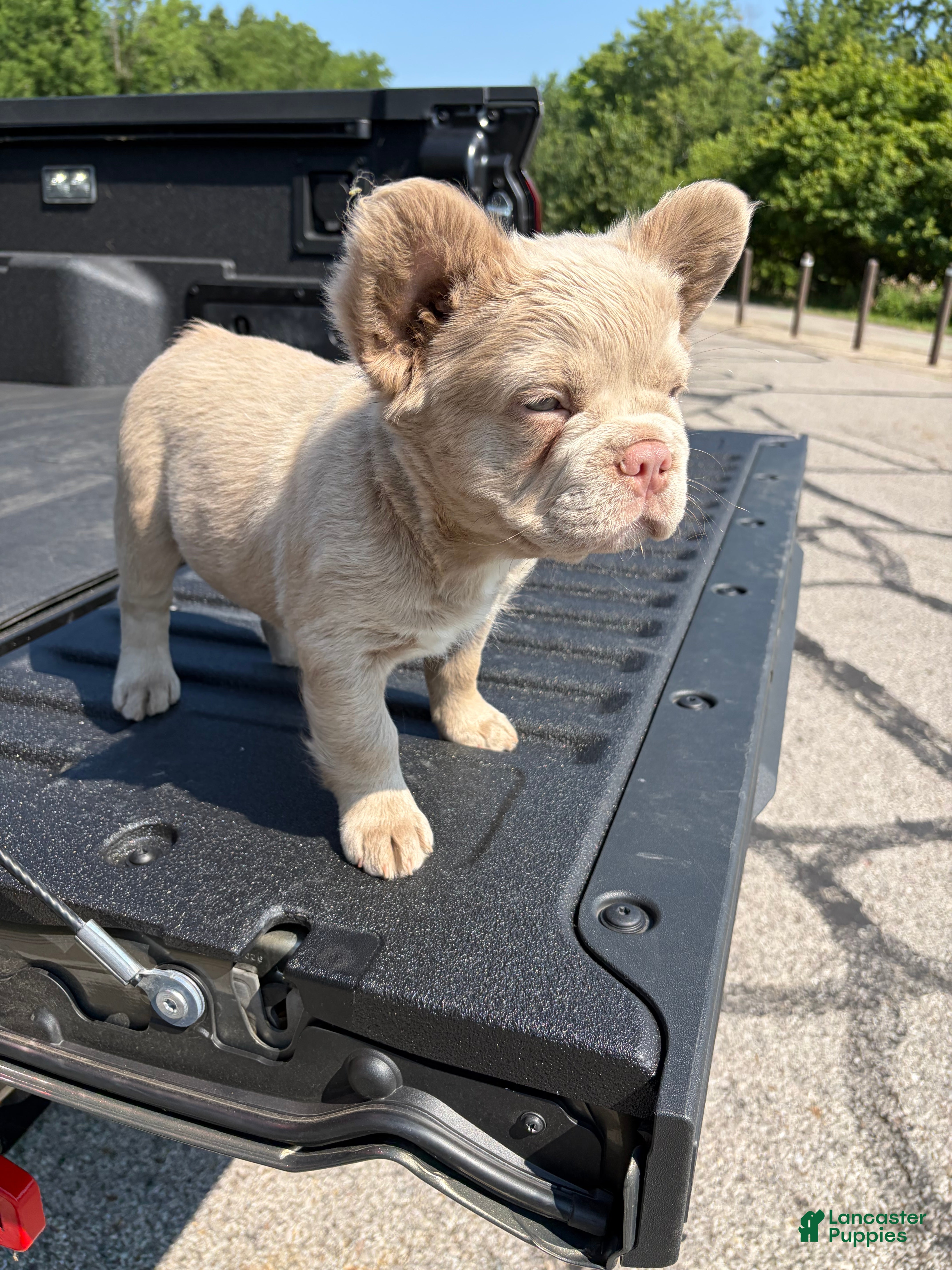 French Bulldog dogs French Bulldog 4 - Ad 1