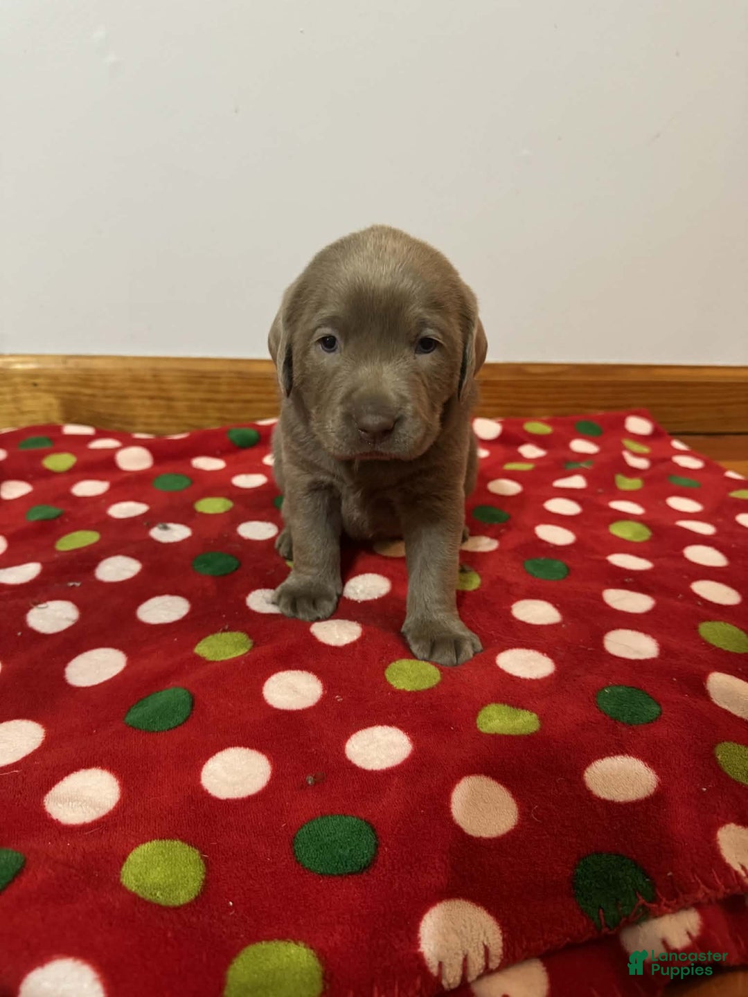 Labrador Retriever dogs for sale: Noel - Ad 2