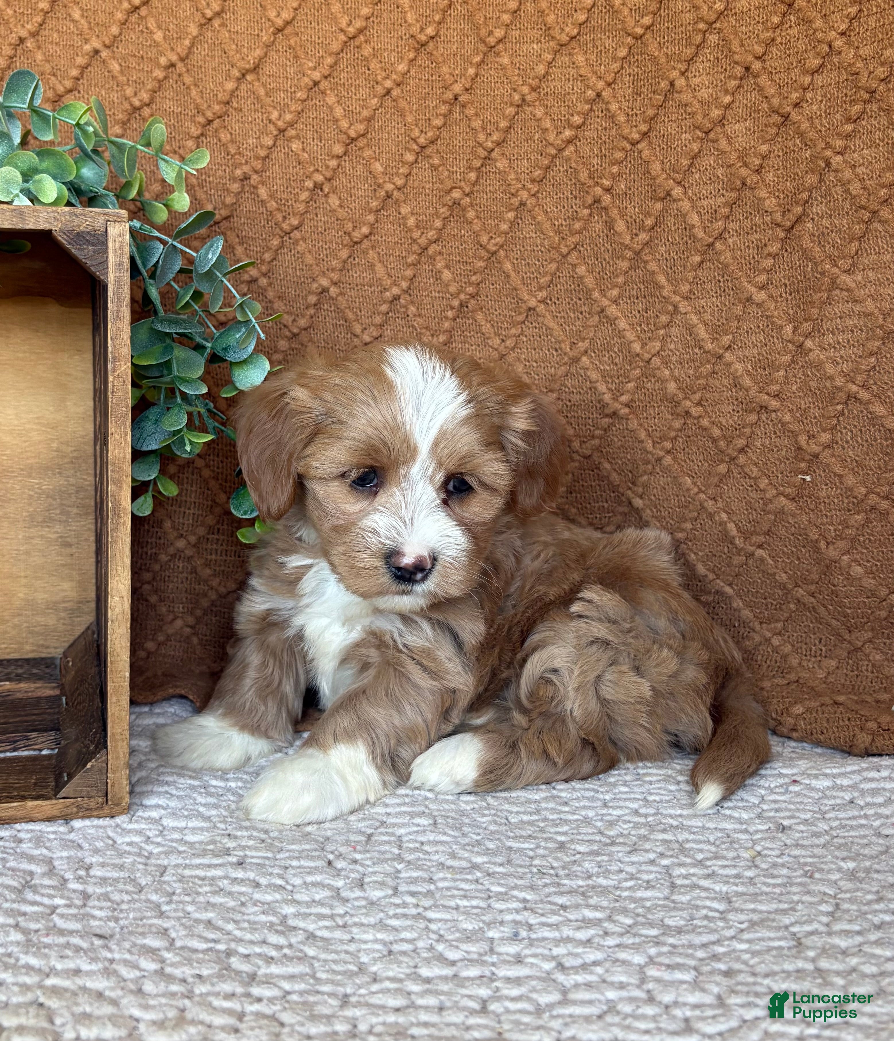 Havanese dogs Serena  - Ad 2