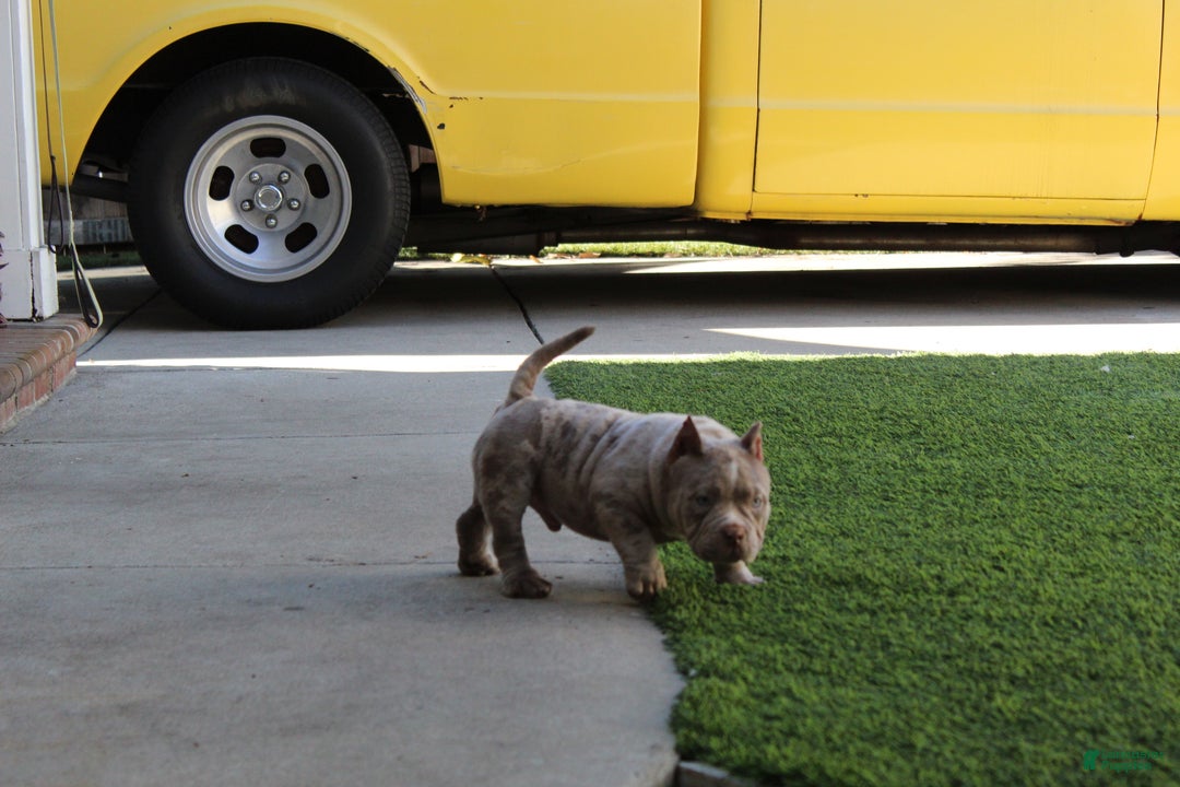 American Bully dogs for sale: Ghost American Bully  - Ad 5