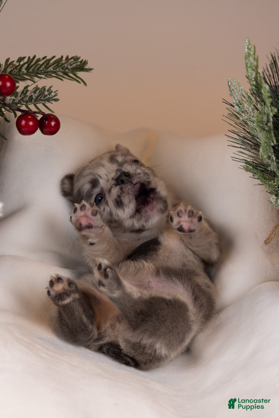 French Bulldog dogs for sale: Luigi -Fluffy Big Rope - Ad 6