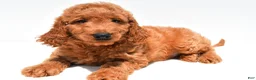 Mini Goldendoodle dogs for sale: Buddy - Ad 2
