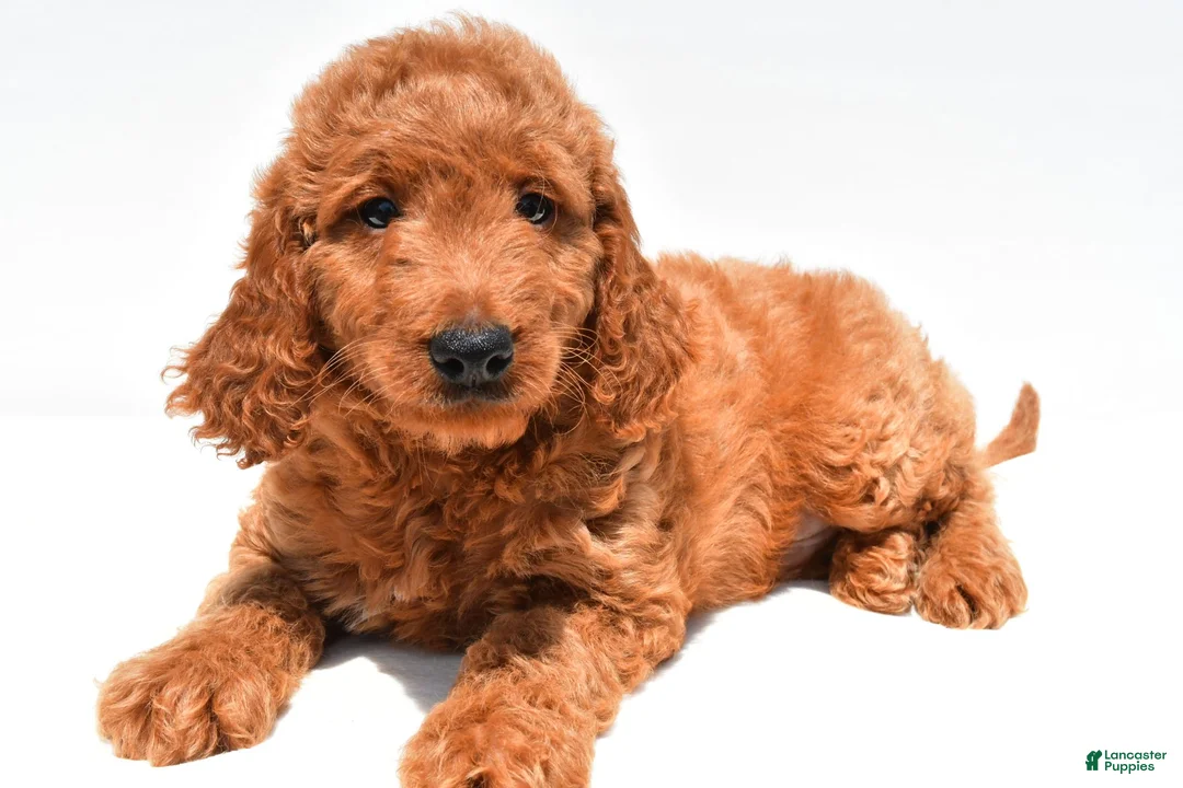 Mini Goldendoodle dogs for sale: Buddy - Ad 2