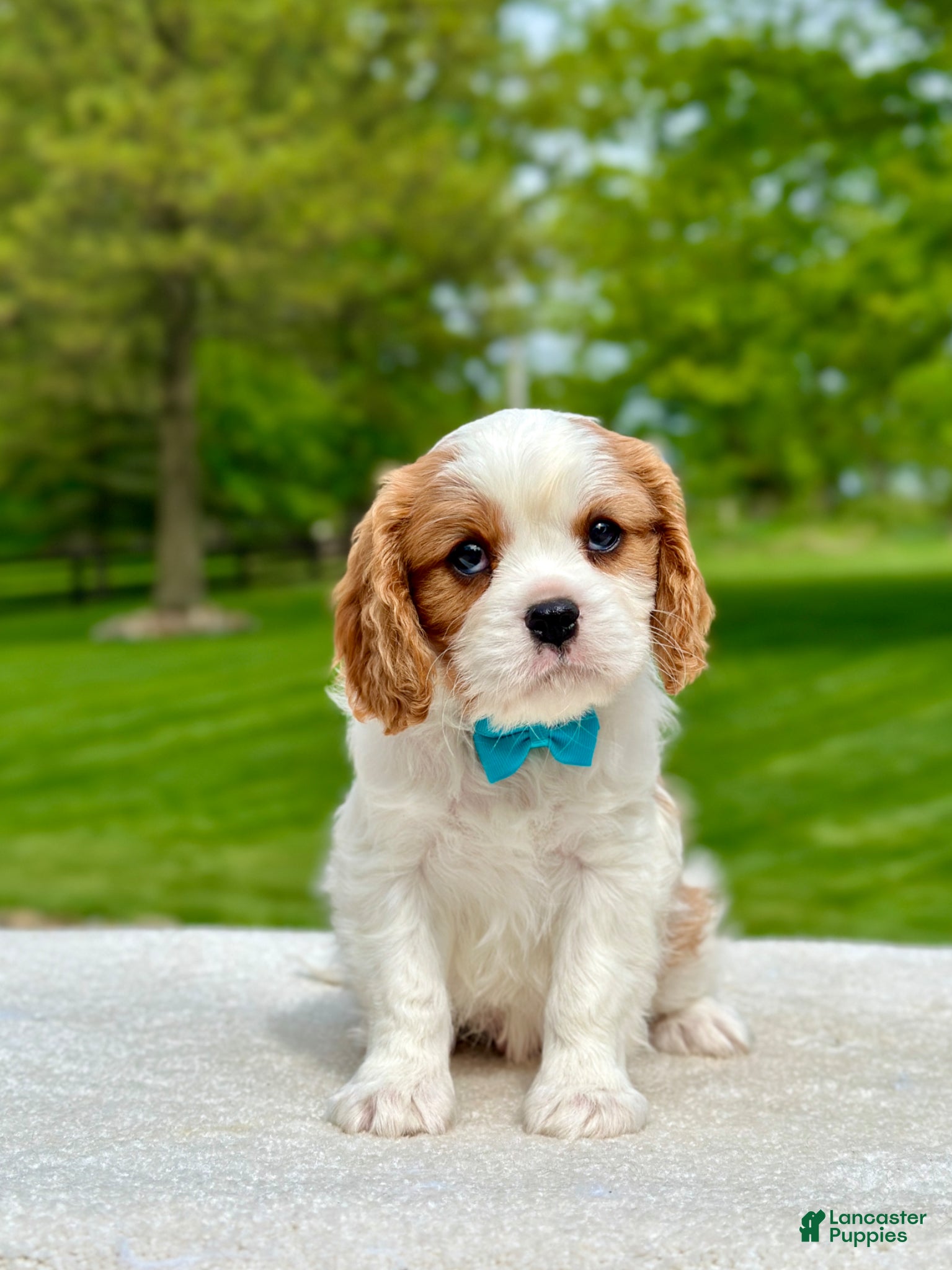 Cavalier King Charles Spaniel dogs Knox - Ad 1
