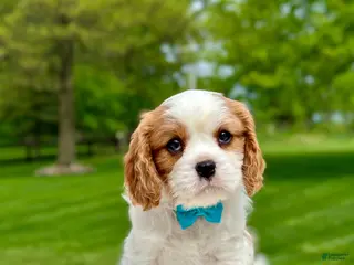 Cavalier King Charles Spaniel dogs for sale: Knox - Ad 1