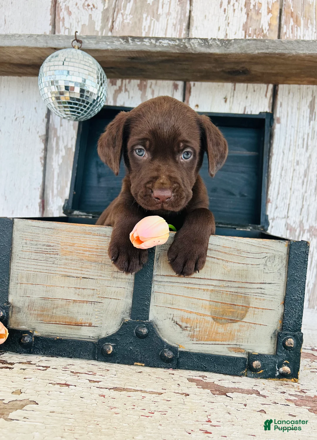 Labrador Retriever dogs for sale: Max - Ad 2