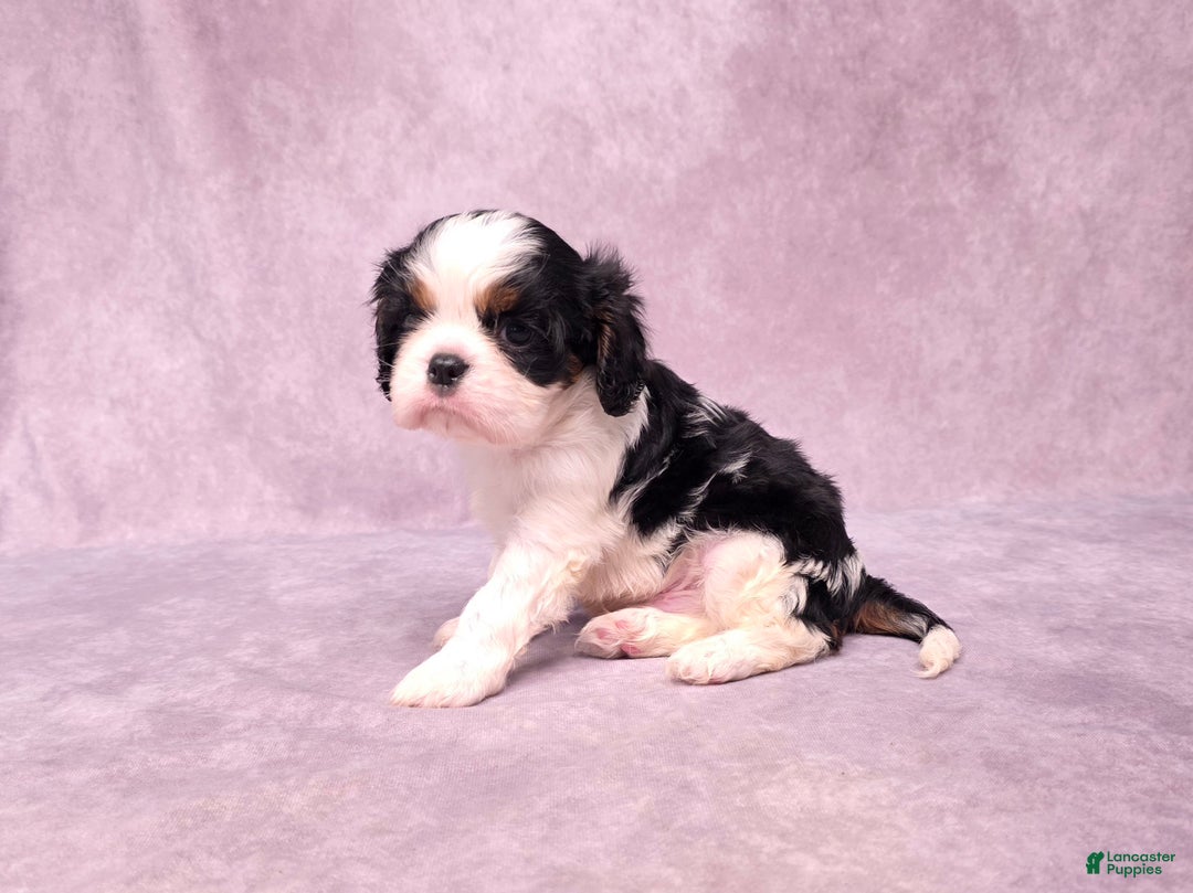 Cavalier King Charles Spaniel dogs for sale: Silas - Ad 20