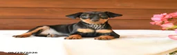 Miniature Pinscher dogs for sale: Charlie - Ad 3