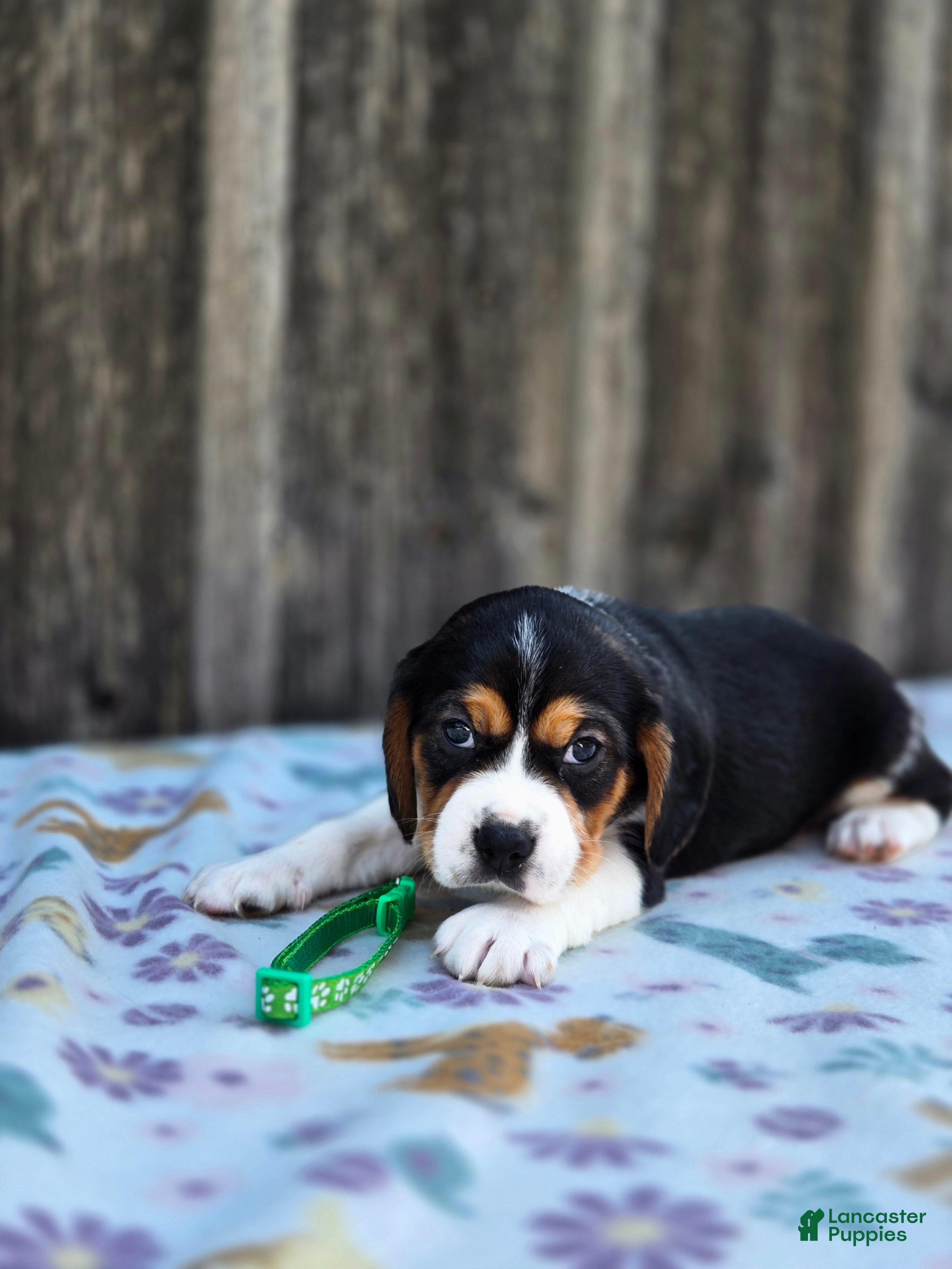 Beaglier dogs Chase - Ad 1