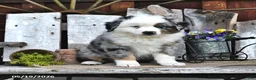Australian Shepherd dogs for sale: Alex - Ad 4