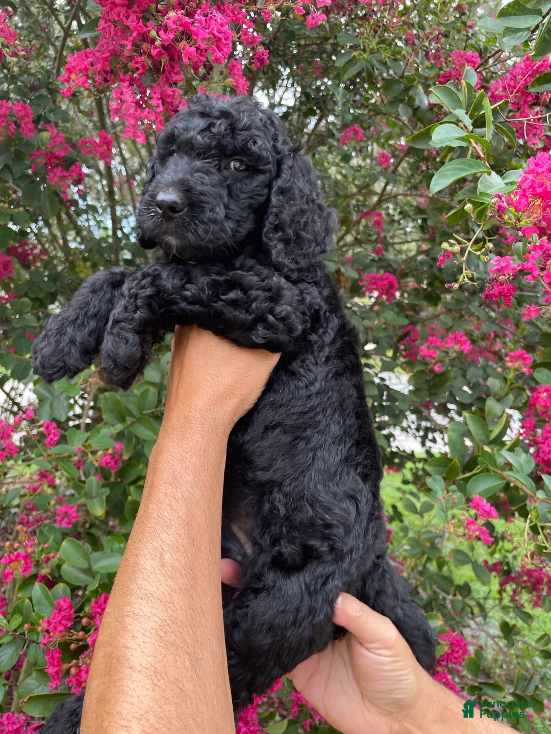 Goldendoodle dogs for sale: Toby - Ad 2