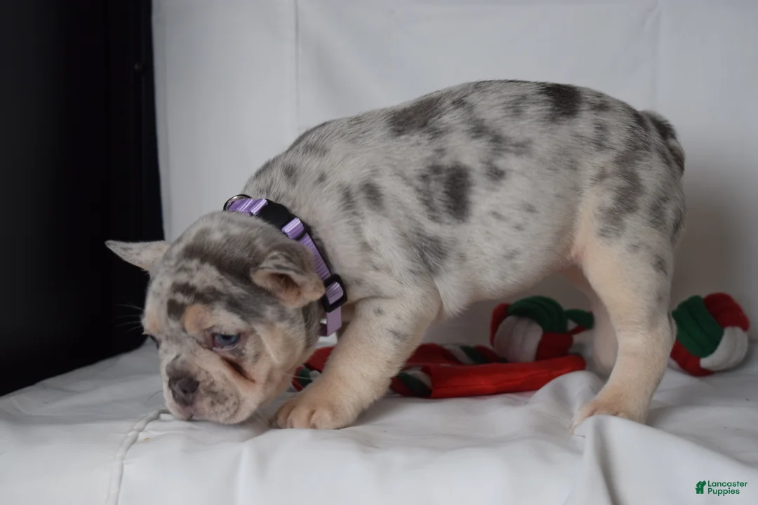 French Bulldog dogs for sale: Thea - Ad 2