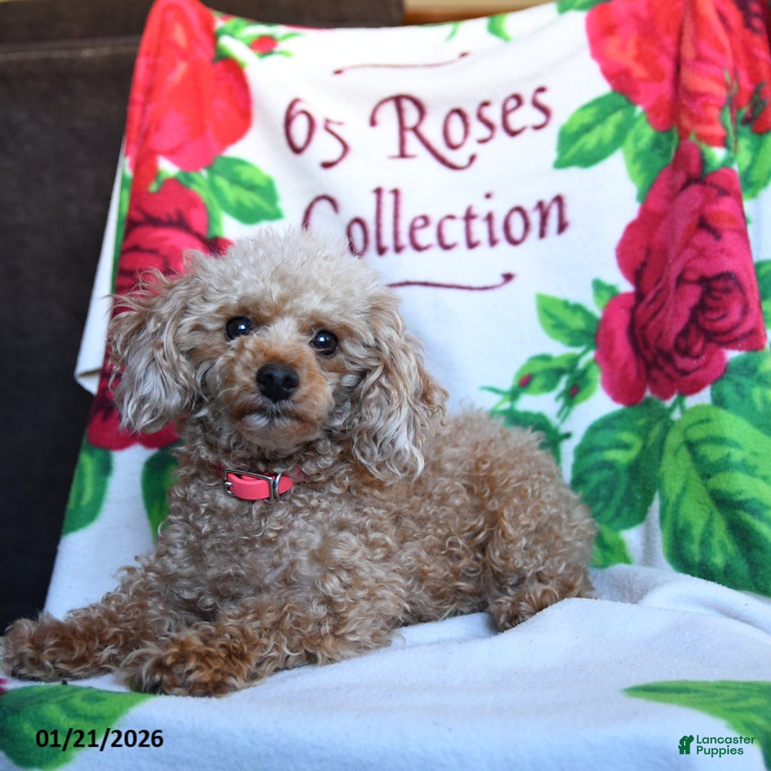 Toy Poodle dogs for sale: Shelley - Ad 3