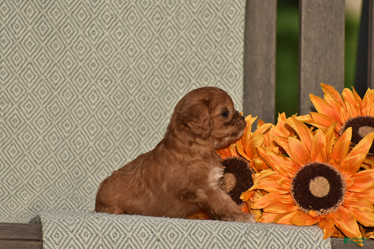 Cavapoo dogs Alice - Ad 2