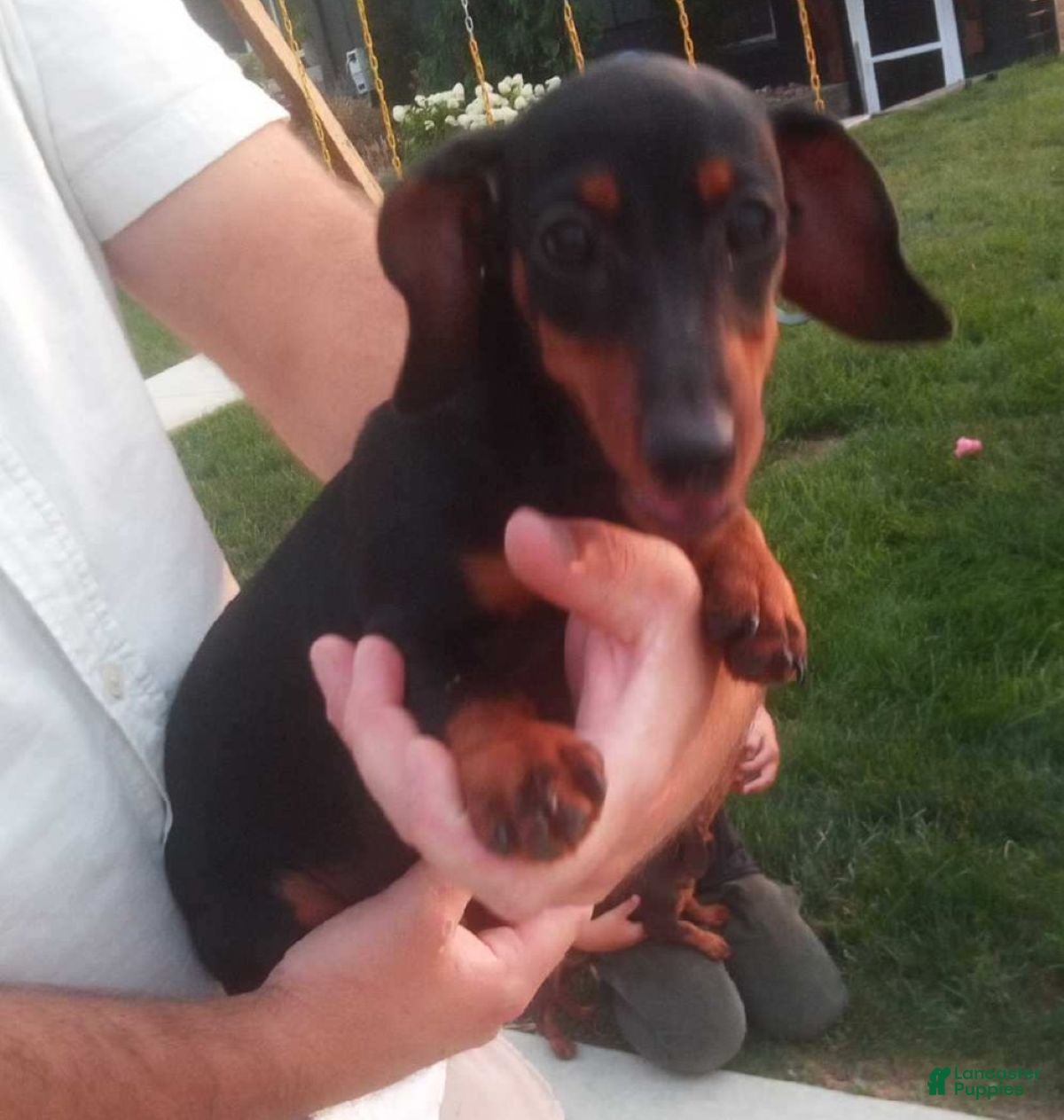 Miniature Dachshund dogs Fern - Ad 1