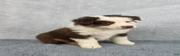 Miniature Australian Shepherd dogs for sale: Sky - Ad 3