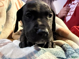 Great Dane dogs Great Dane Puppy 10 - Ad 13