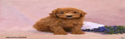 Cavapoo dogs for sale: Foxy - Ad 5