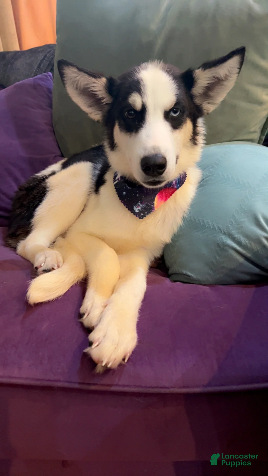 Mixed Breed dogs for sale: Moo - Ad 2