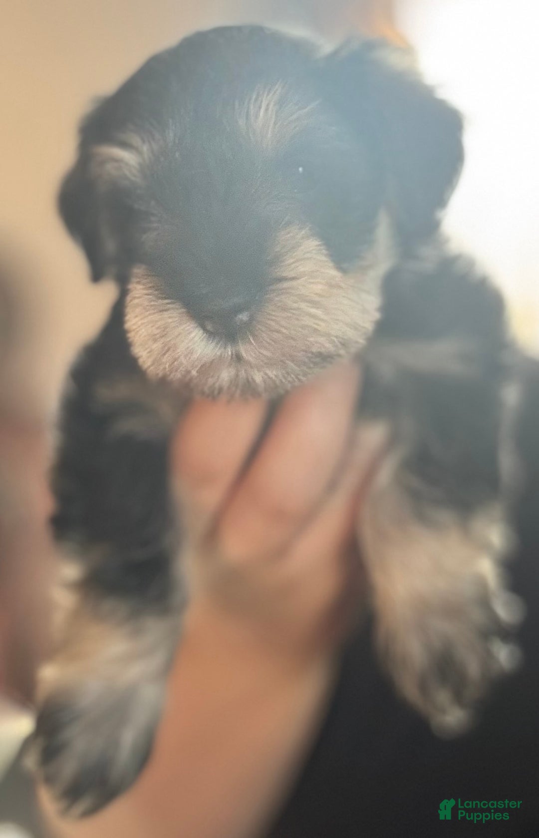Miniature Schnauzer dogs for sale: Miniature Schnauzer Puppy 7 - Ad 8