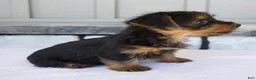 Yorkshire Terrier dogs for sale: Luna - Ad 4