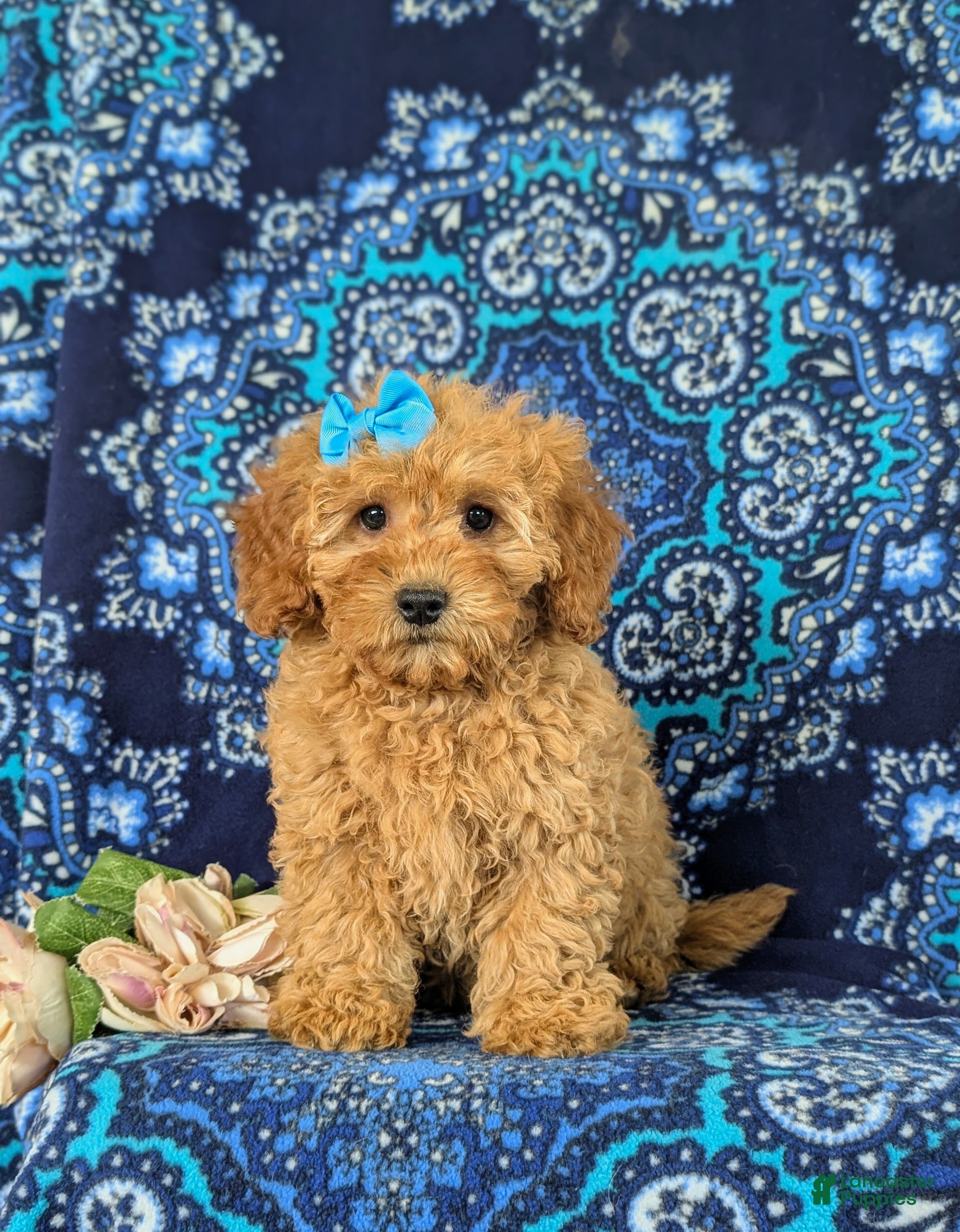 Cockapoo dogs Nyla Hypoallergenic - Ad 2