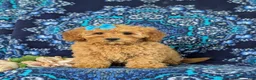 Cockapoo dogs for sale: Nyla Hypoallergenic - Ad 2