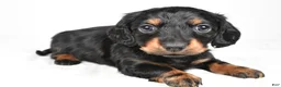 Miniature Dachshund dogs for sale: Cassidy - Ad 9