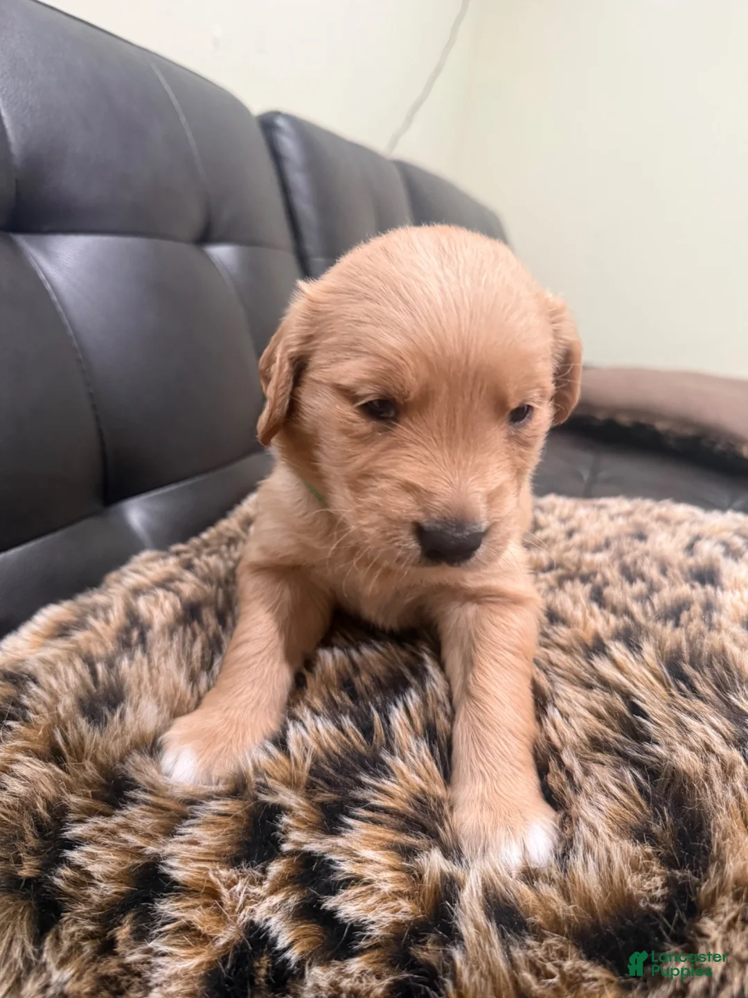 Golden Retriever dogs for sale: Golden Retriever 8 available  - Ad 6