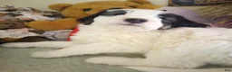 Sheepadoodle dogs for sale: Baron - Ad 3
