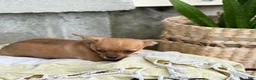 Chihuahua dogs for sale: Rover - Ad 4