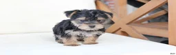 Yorkshire Terrier dogs for sale: Rosie - Ad 3