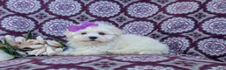 Maltese dogs for sale: Josalyn 7 lbs Full Grown - Ad 6