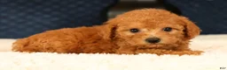 Havapoo dogs for sale: Denver - Ad 3