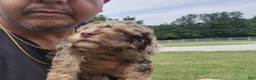 Mini Goldendoodle dogs for sale: Keesha  - Ad 4