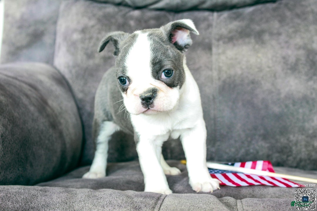 Frenchton dogs for sale: Frenchie  - Ad 14