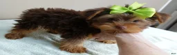Yorkshire Terrier dogs for sale: Samson - Ad 9
