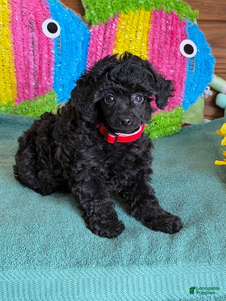 Toy Poodle dogs Lilly - Ad 12