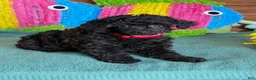 Toy Poodle dogs for sale: Lilly - Ad 1