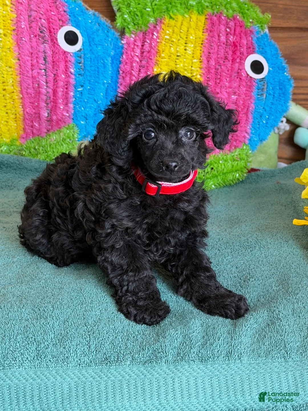 Toy Poodle dogs for sale: Lilly - Ad 1