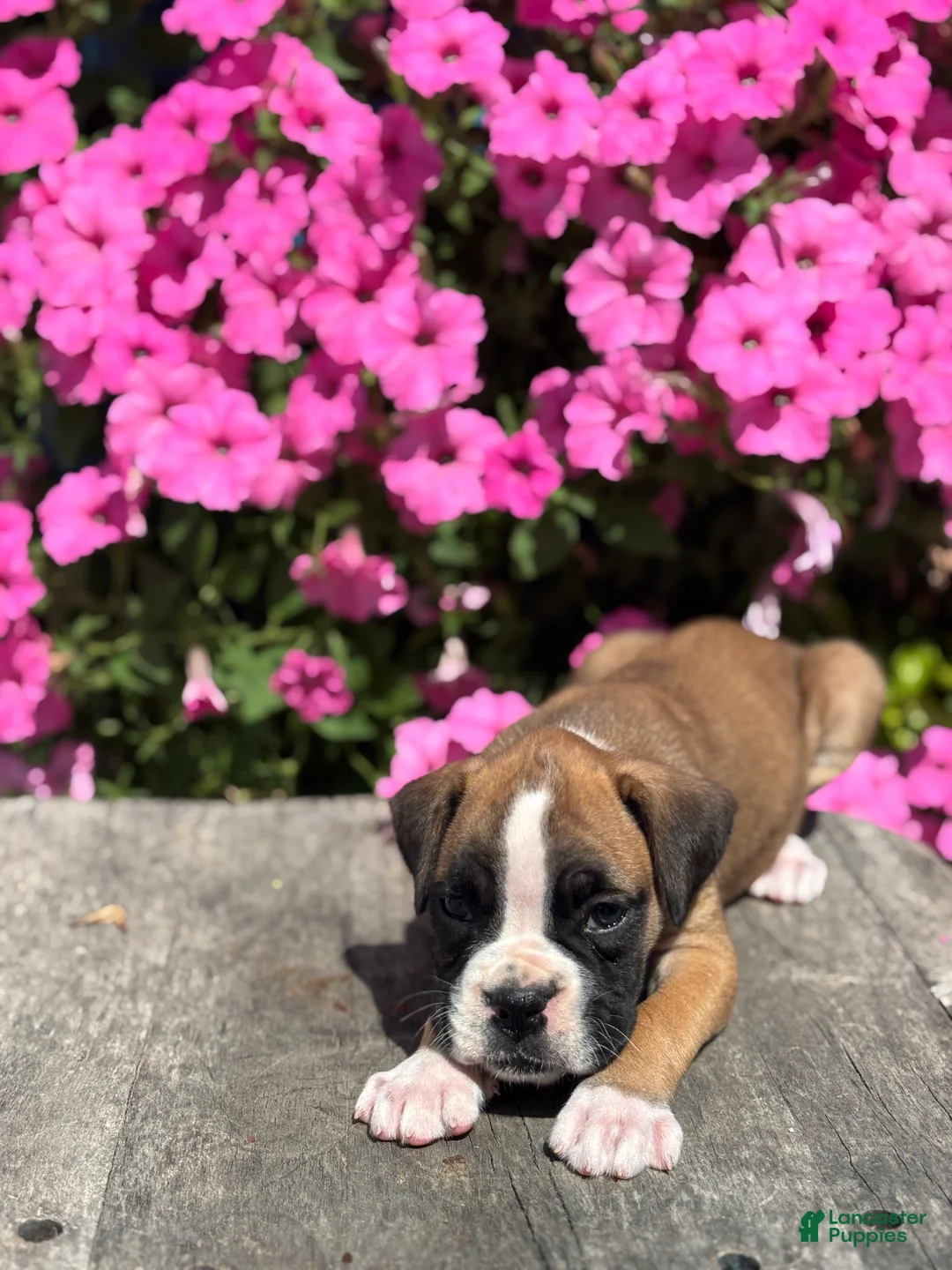 Boxer dogs for sale: Mia - Ad 3