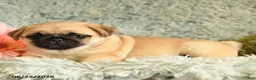 Pug dogs for sale: Bouncer - Ad 3